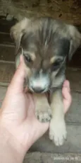 Cão