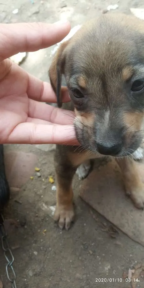 Cachorro raça SRD idade Abaixo de 2 meses nome Cão