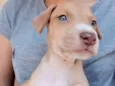 Cão