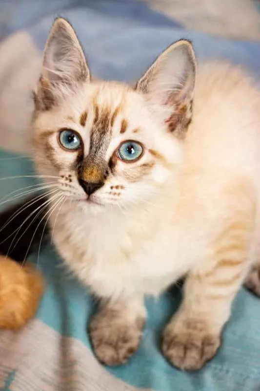 Gato raça Siamês idade 2 a 6 meses nome Sansa