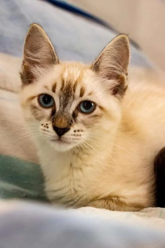 Gato raça Siamês idade 2 a 6 meses nome Sansa