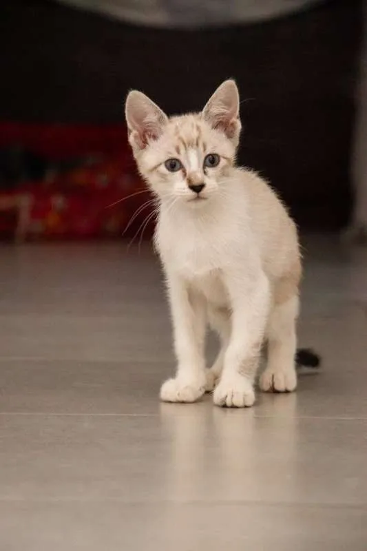 Gato raça Siamês idade 2 a 6 meses nome Arya
