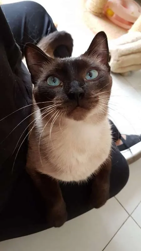 Gato raça Siamês idade 2 anos nome Jane