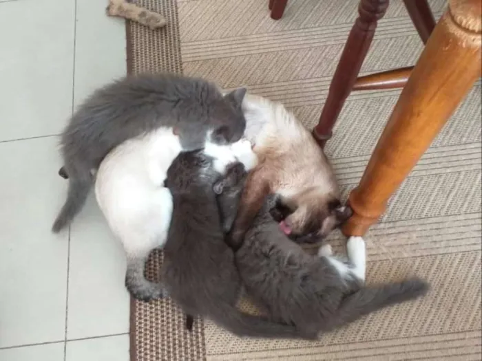 Gato raça Siamês idade 2 anos nome Jane