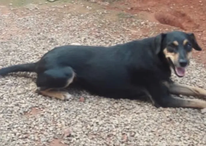 Cachorro ra a SRD idade 1 ano nome Maruska 