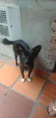 Fifi