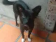 Fifi