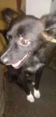 Fifi