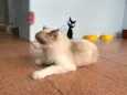 Chloe