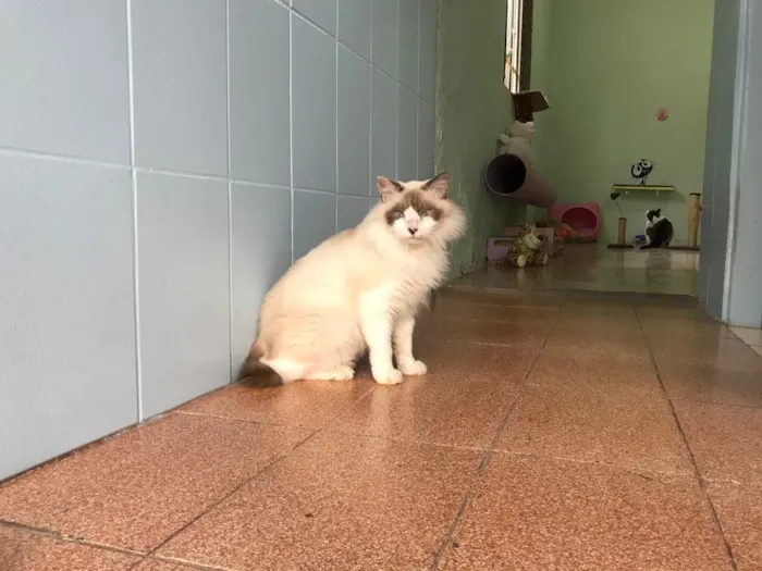 Gato ra a SRD idade 5 anos nome Chloe
