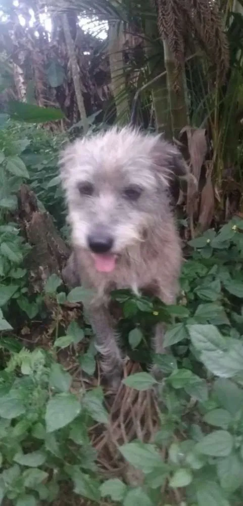 Cachorro ra a SRD idade 5 anos nome Hermes