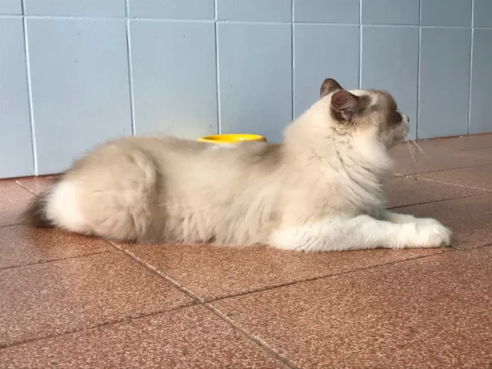 Gato ra a SRD idade 5 anos nome Chloe