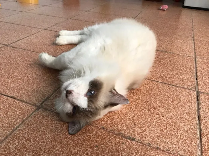 Gato ra a SRD idade 5 anos nome Chloe