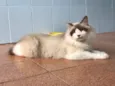 Chloe