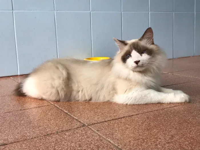 Gato ra a SRD idade 5 anos nome Chloe