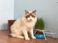 Chloe