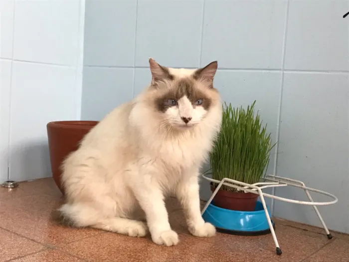 Gato ra a SRD idade 5 anos nome Chloe