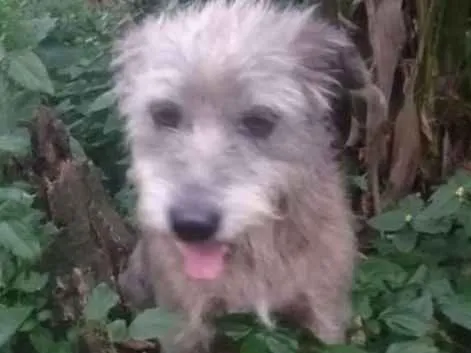 Cachorro ra a SRD idade 5 anos nome Hermes