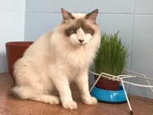 Gato raça SRD idade 5 anos nome Chloe