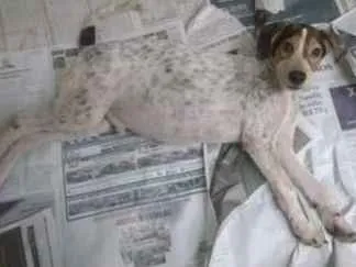 Cachorro ra a SRD idade 2 a 6 meses nome Horácio 