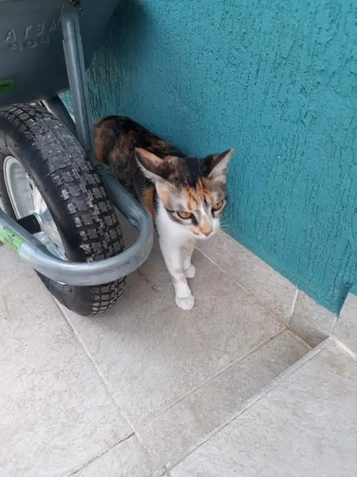 Gato ra a Linda gatinha Vira lata idade 1 ano nome Sarinha