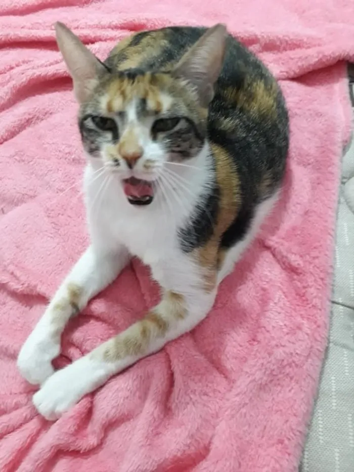 Gato ra a Linda gatinha Vira lata idade 1 ano nome Sarinha