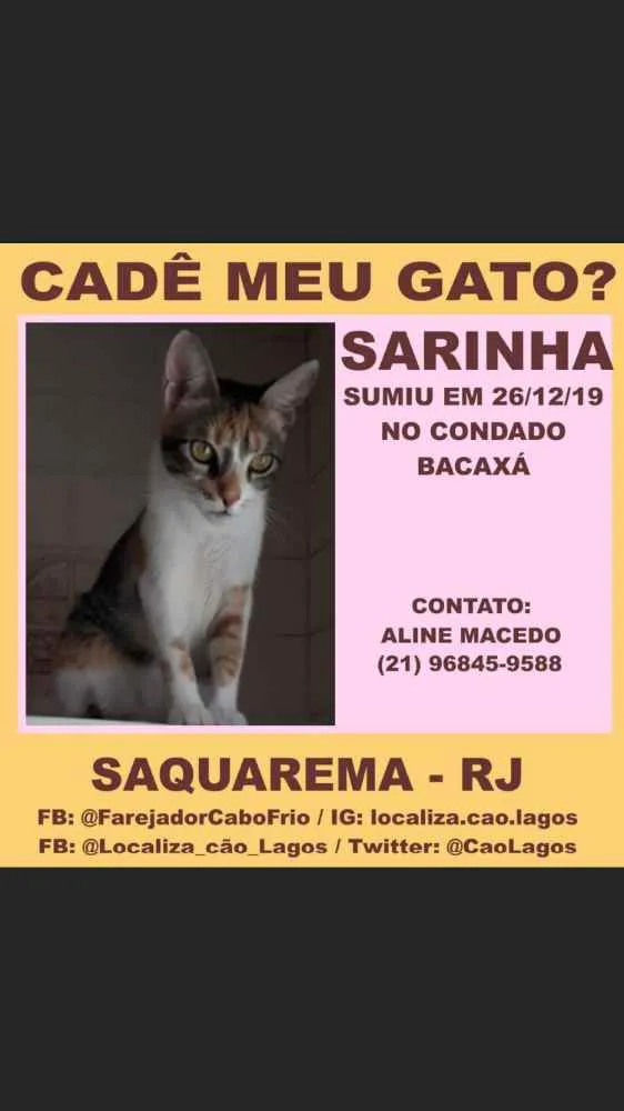 Gato ra a Linda gatinha Vira lata idade 1 ano nome Sarinha