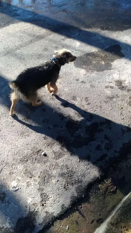 Cachorro ra a srd idade 2 anos nome Pequena