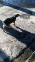Pequena