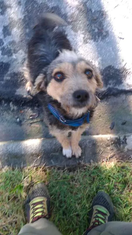 Cachorro ra a srd idade 2 anos nome Pequena
