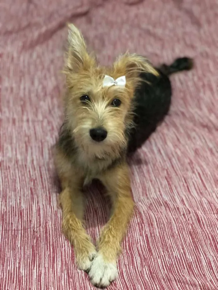Cachorro ra a Yorkshire terrie idade 2 anos nome Vick