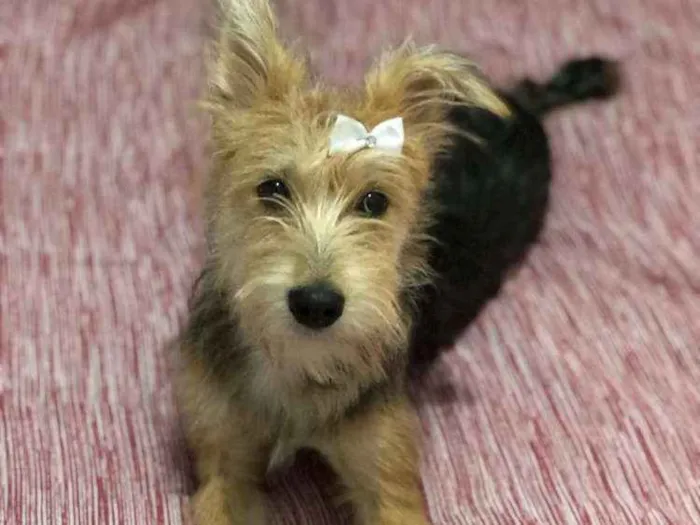 Cachorro ra a Yorkshire terrie idade 2 anos nome Vick