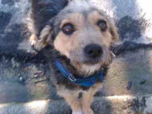 Cachorro raça srd idade 2 anos nome Pequena
