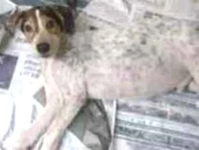 Cachorro ra a SRD idade 2 a 6 meses nome Horácio 