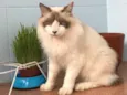Chloe