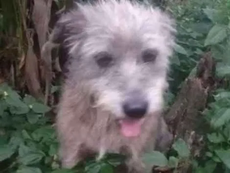 Cachorro ra a SRD idade 5 anos nome Hermes