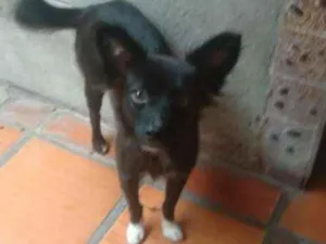 Cachorro raça SRD idade 2 anos nome Fifi