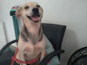 Cachorro raça SRD idade 6 ou mais anos nome Nill