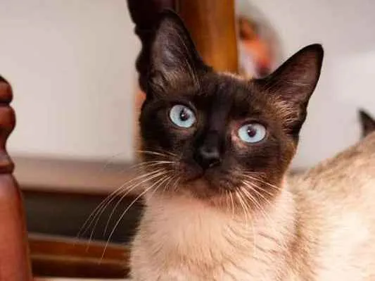 Gato raça Siamês idade 2 anos nome Jane