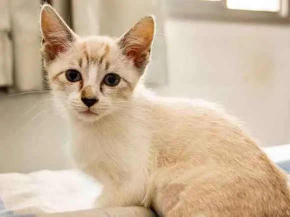 Gato raça Siamês idade 2 a 6 meses nome Arya