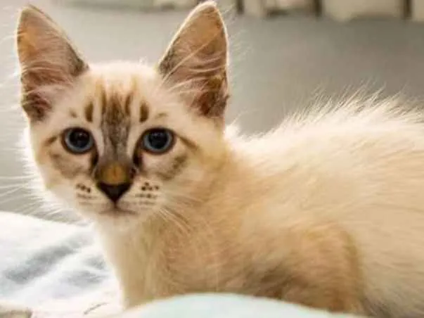 Gato raça Siamês idade 2 a 6 meses nome Sansa