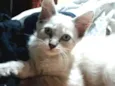 Simba