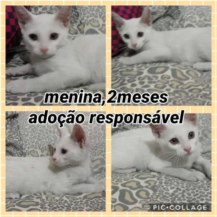 Gato ra a Srd idade 2 a 6 meses nome Mocinha 3