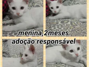 Gato raça Srd idade 2 a 6 meses nome Mocinha 3