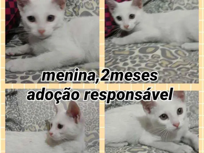 Gato ra a Srd idade 2 a 6 meses nome Mocinha 3