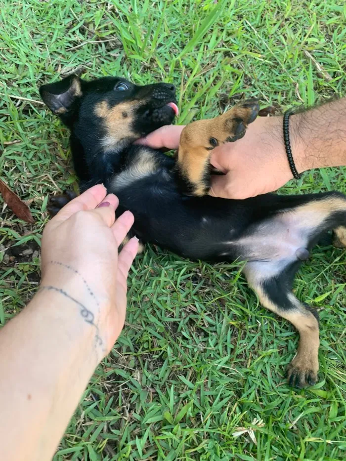 Cachorro ra a Indefinida  idade 2 a 6 meses nome Layla 
