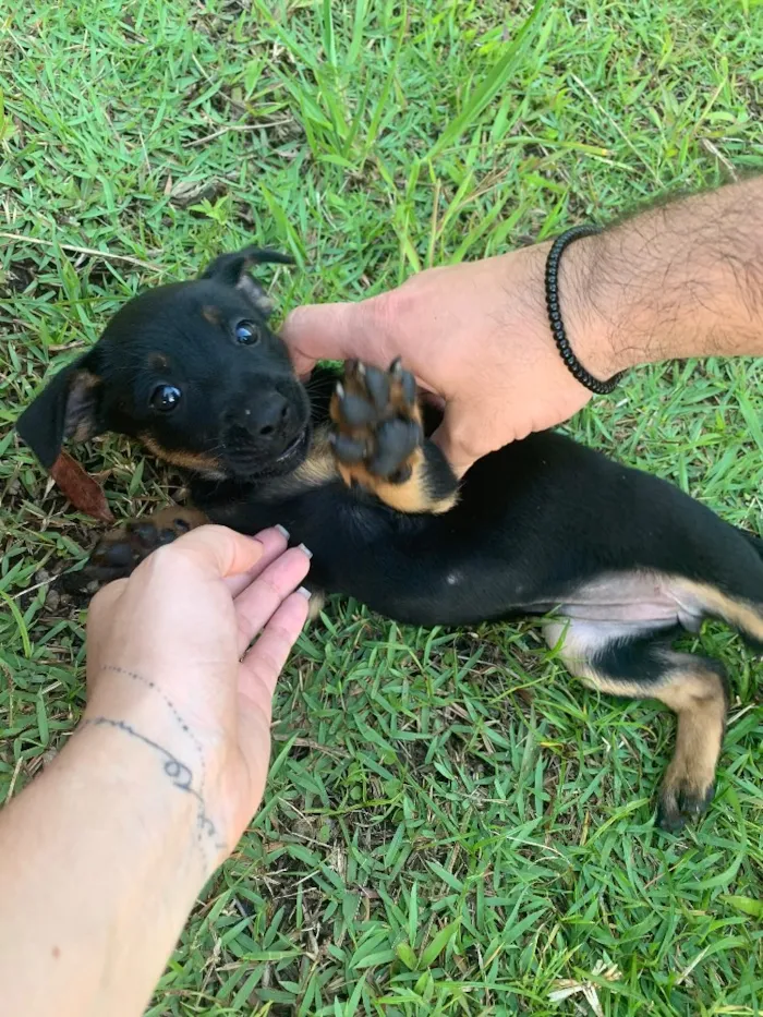 Cachorro ra a Indefinida  idade 2 a 6 meses nome Layla 