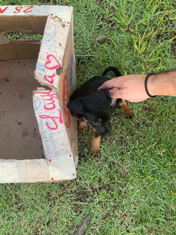 Cachorro ra a Indefinida  idade 2 a 6 meses nome Layla 
