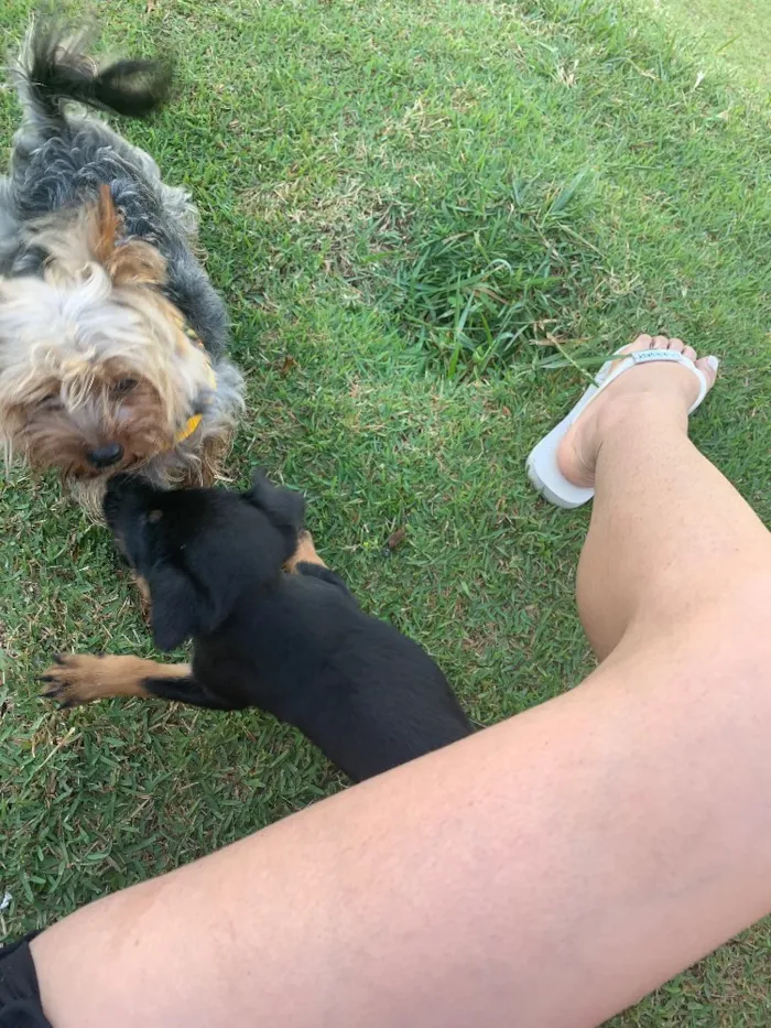 Cachorro ra a Indefinida  idade 2 a 6 meses nome Layla 