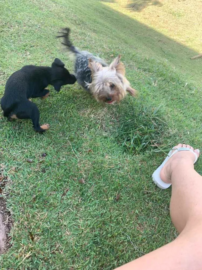 Cachorro ra a Indefinida  idade 2 a 6 meses nome Layla 